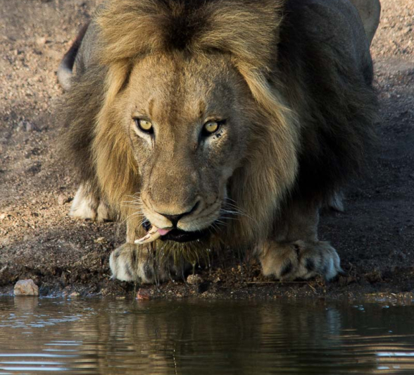 19Franscois Rosslee Ldrink3