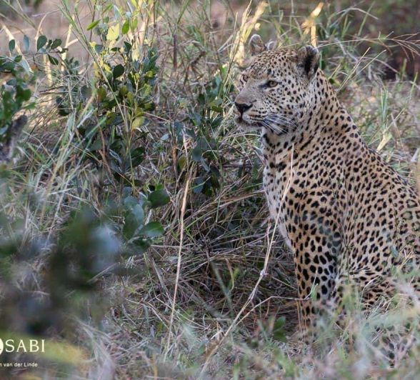 14Kevin Van Der Linde Maxabeni 08072019 Final