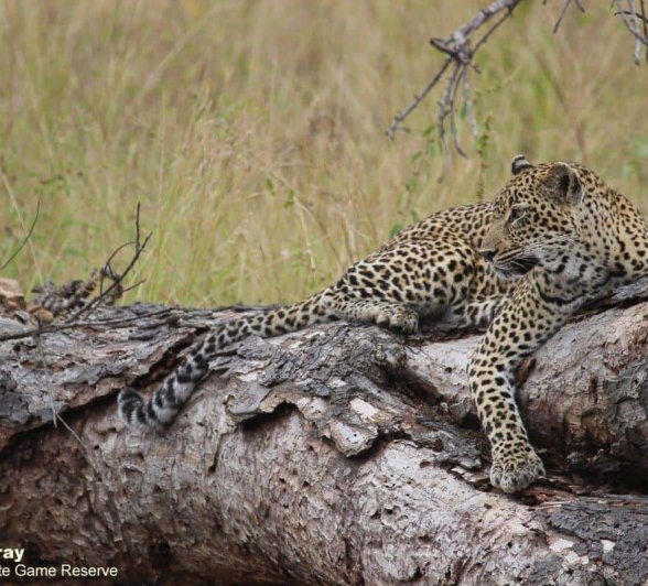 11Louise Murray Scotia 28032020 1 Final 11Louise Murray Scotia 28032020 1 Final