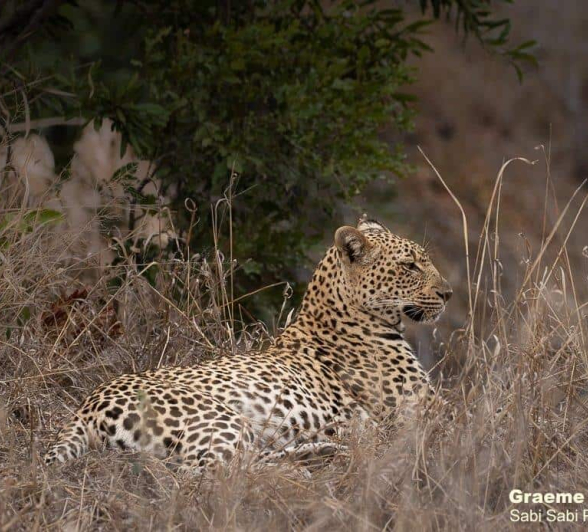 11Graeme Stewart Msuthlu 090720 2 Final