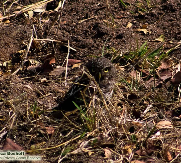 12Rebecca Boshoff Barred Owlet 2 FINAL