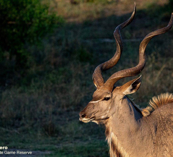 48ronald Mutero Kudu 15112020 Trial 8 Final 48ronald Mutero Kudu 15112020 Trial 8 Final
