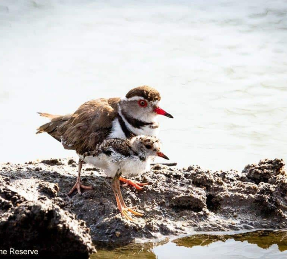 38ronald Mutero Three Bended Plover 121120200 3 Final