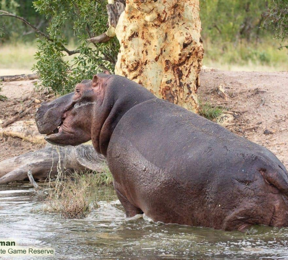 23Brett Heasman Hippo 18042020 1 Final