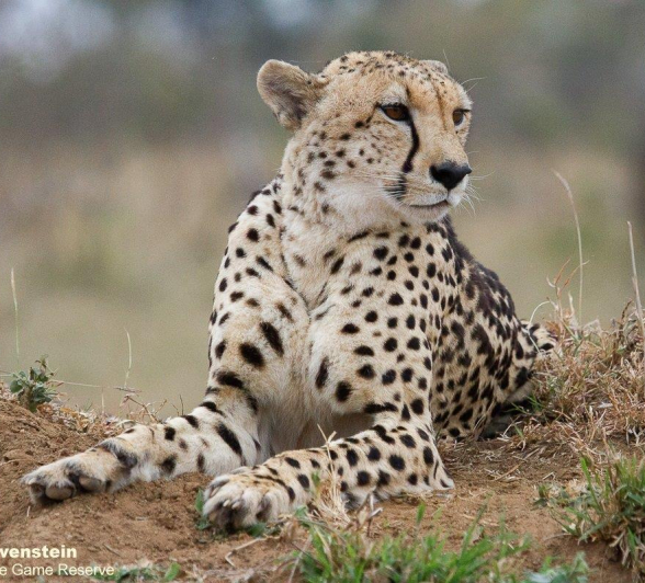 A39Daniel Greyvenstein Cheetah And Cub 070922 5 Final