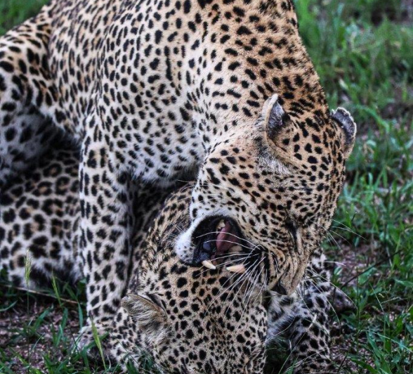 A14Coenraad Stapelberg Mating Leopards 201222 2 Final