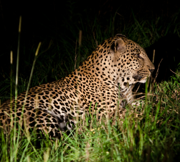 Leopards Mating 5
