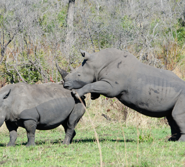 Rhinos Mating 3