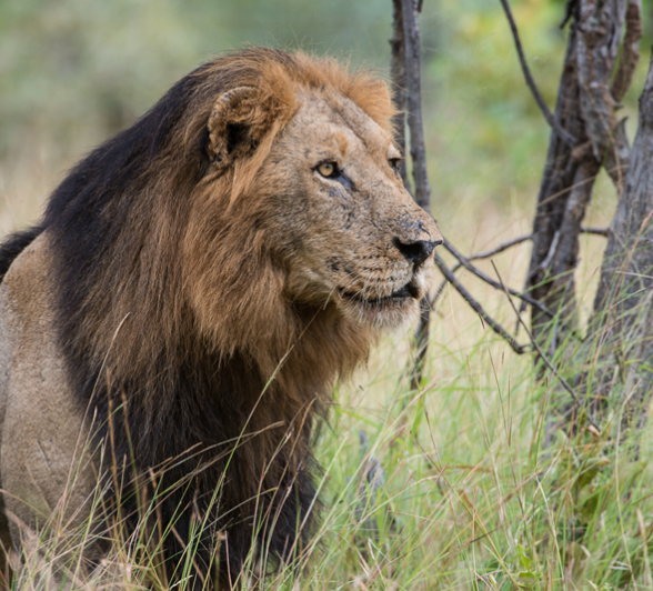 Lion4 Lion4