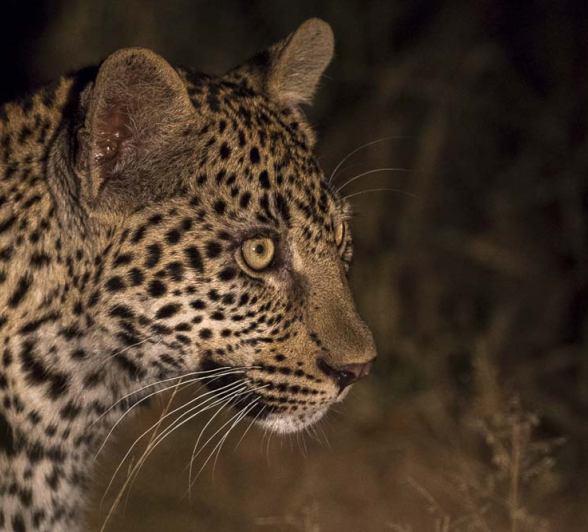 Kyle Nottins Cub Kyle Nottins Cub