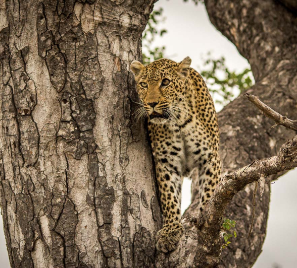 14Franscois Rosslee Leopard02 14Franscois Rosslee Leopard02