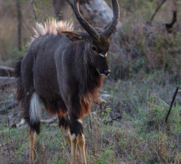 09Mike L Nyala 2Jan16 09Mike L Nyala 2Jan16