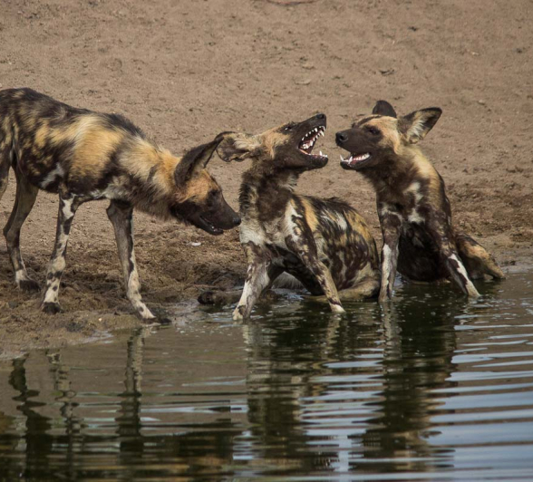 16Franscois Rosslee Wild Dogs 1 1 16Franscois Rosslee Wild Dogs 1 1