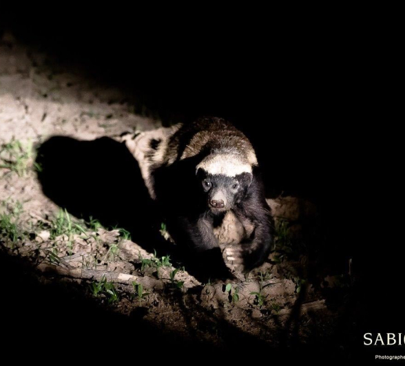 37Sheldon Hooper Badger 2 Final