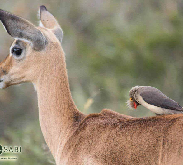 27Franscois Rosslee Ox Pecker 012018 1 Final