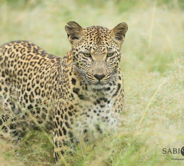 02 20190403 Ally Ross Ntsumi 01 Final 02 20190403 Ally Ross Ntsumi 01 Final