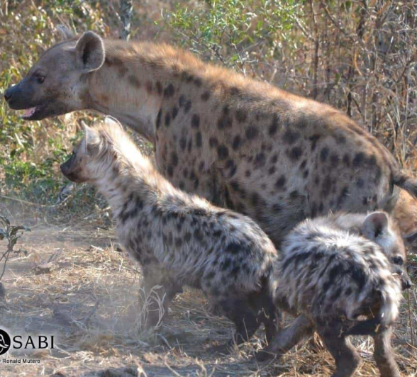 18Ronald Mutero Hyena 16072019 4 Final 18Ronald Mutero Hyena 16072019 4 Final