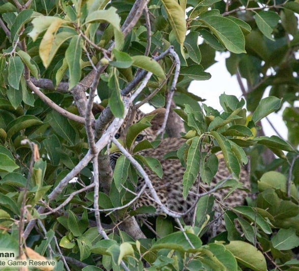 33Greg Heasman Leopard Cub 23032020 Final
