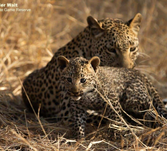 04Tyron Van Der Walt Kigelia And Cub 25072019 4 Final