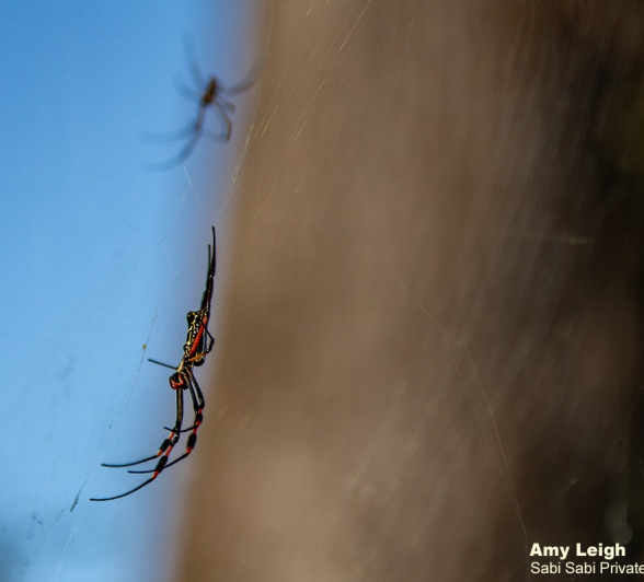 06Amy Leigh Spider Red Legged Nephila 2 240321 Final 06Amy Leigh Spider Red Legged Nephila 2 240321 Final