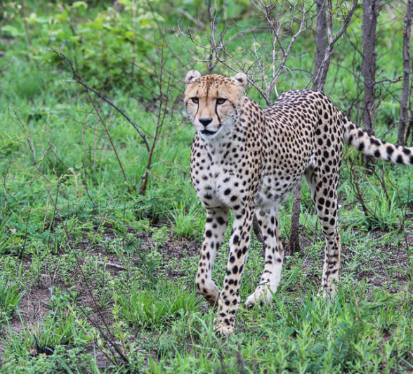 Femalecheetah1.Franna 1 Of 1 Femalecheetah1.Franna 1 Of 1
