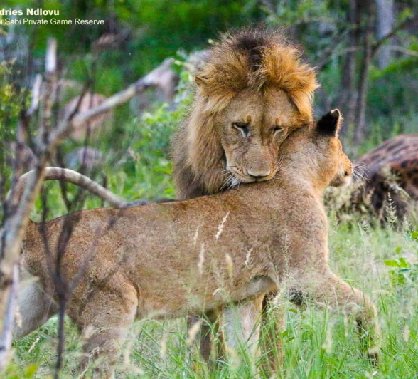 04andries Ndlovu Lions Mangele 16.1.20 6 Final