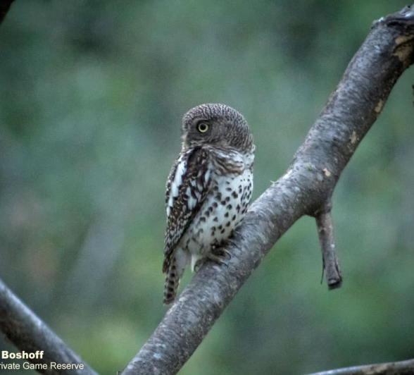 03Rebecca Boshoff Barred Owlet 3 29.10.2020 Final 03Rebecca Boshoff Barred Owlet 3 29.10.2020 Final