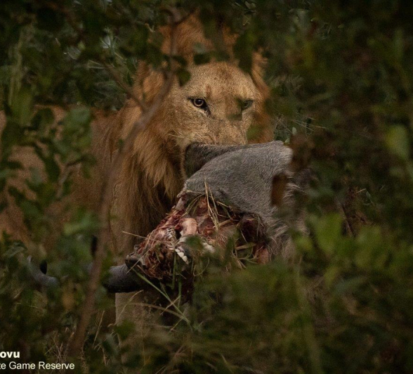 10andries Lions.nomads 030521 2 Final 10andries Lions.nomads 030521 2 Final