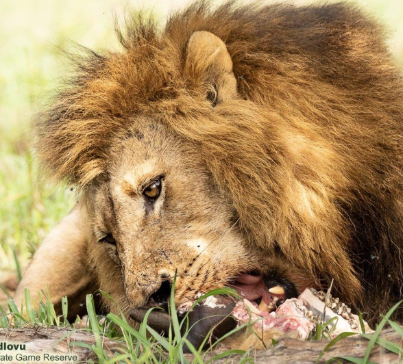 A31andries Lions.nwas 231121 1 Final A31andries Lions.nwas 231121 1 Final