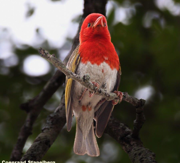 A21Coenraad Stapelberg Red Headed Weaver 301022 2 Final A21Coenraad Stapelberg Red Headed Weaver 301022 2 Final