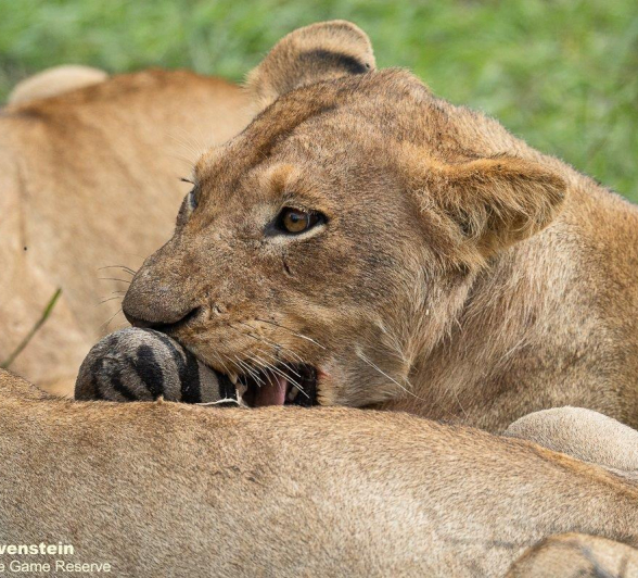 B12Daniel Greyvenstein Styx Pride 150123 1 Final