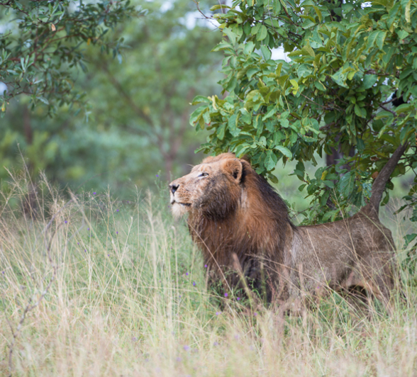 Lion6 Lion6