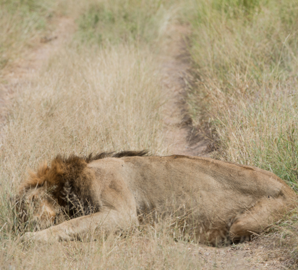 Lion2 Lion2