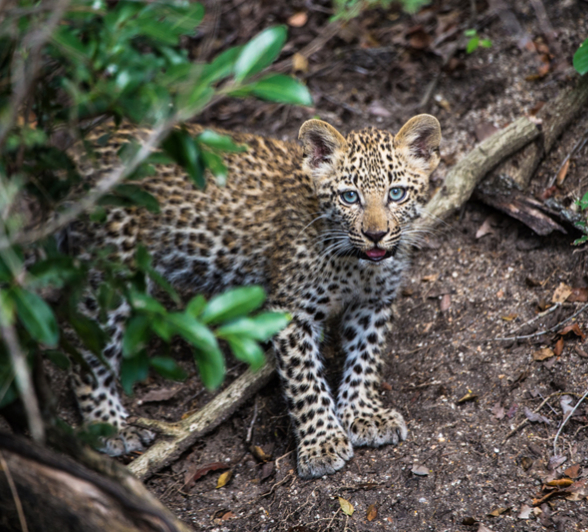 Leopard Cub 4 Leopard Cub 4