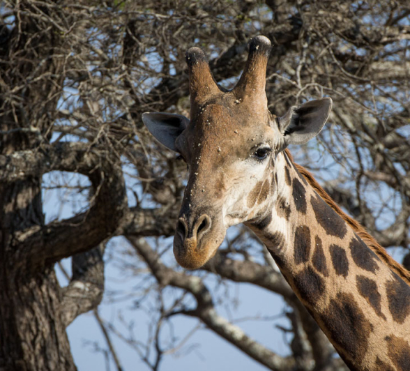 Giraffe Pollen Face Giraffe Pollen Face