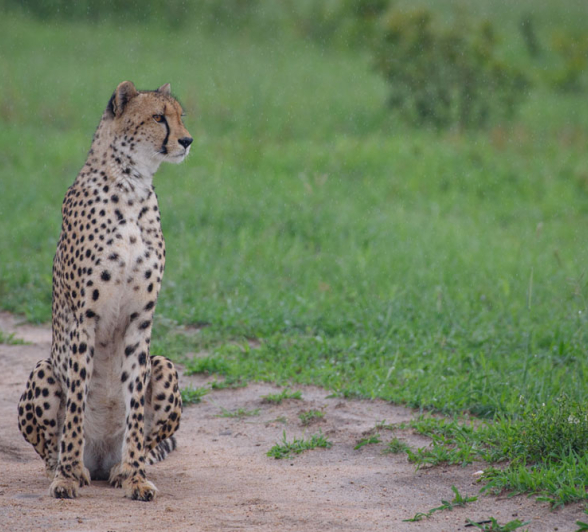 Mike Palmer Female Cheetah Mike Palmer Female Cheetah