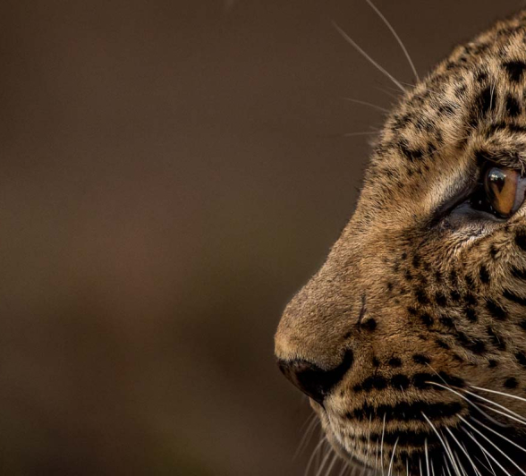 07Pravir Patel Leopard01 221115 07Pravir Patel Leopard01 221115