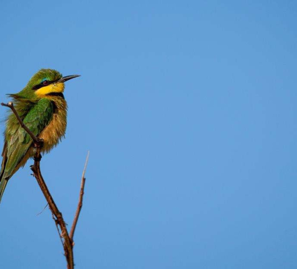 20Mike Palmer Bee Eater 210816 1 20Mike Palmer Bee Eater 210816 1
