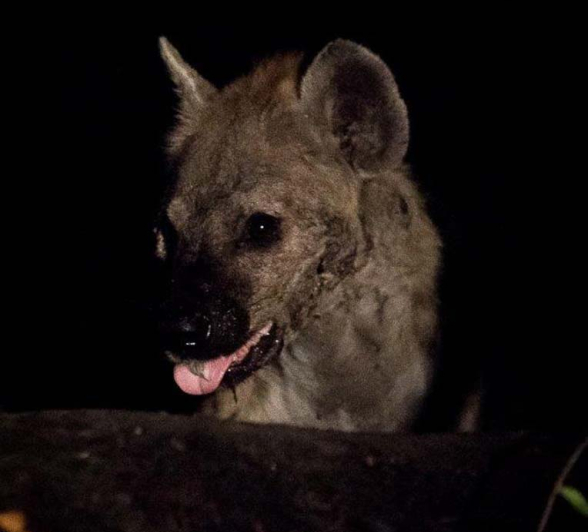 07Sheldon Hooper Hyena Final