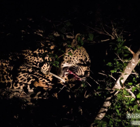 28Kevan Dobbie Max Kill 2 Final