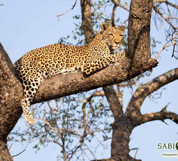 16Frederik Aucamp Leopard LBC 1 Final