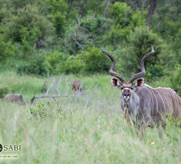 09Kevin Van Der Linde Kudu 16022019 Final 09Kevin Van Der Linde Kudu 16022019 Final