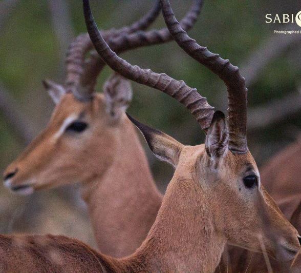 15Frederik Aucamp Impala Rams 11 08 2019 Final