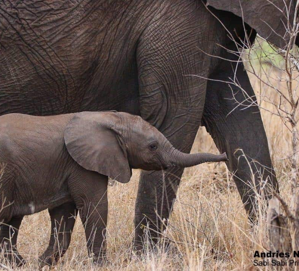 37andries Ndlovu Elephant Calf 131119 2 Final 37andries Ndlovu Elephant Calf 131119 2 Final