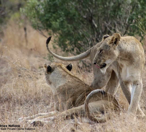 02Andries Ndlovu 031119 Mangelelioness 3 Final 02Andries Ndlovu 031119 Mangelelioness 3 Final
