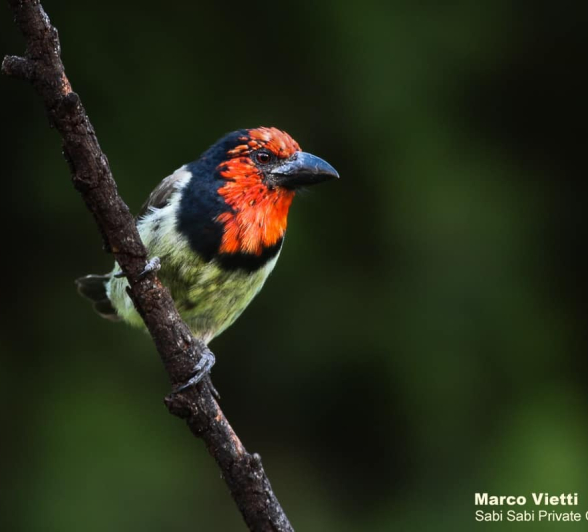 01Marco Vietti Balck Collared Barbet 280220 Final