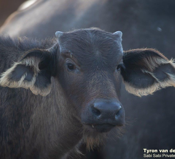 B07Tyron Van Der Walt Buffalo 010821 1 Final