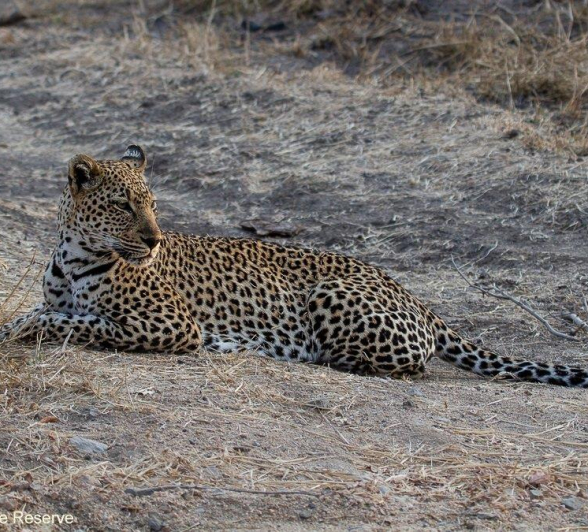 A24Amy Leigh Leopard Unknown 1 060821 Final