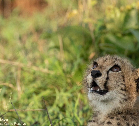 B02andries Cheetah Blog 2 Final B02andries Cheetah Blog 2 Final