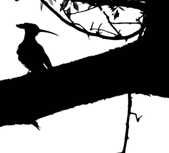 Hoopoe Silhouette Hoopoe Silhouette